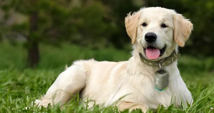 Voli aerei più pet friendly, da oggi i cani di taglia grande possono viaggiare in cabina: le regole