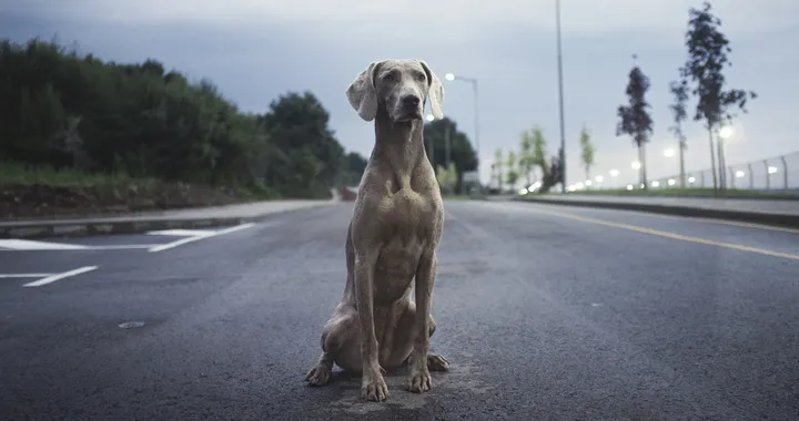 Codice della strada, &quot;tolleranza zero&quot; per chi abbandona animali causando incidenti