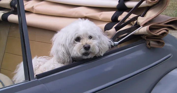 Animali in auto: gli accessori utili per andare in vacanza con un cane o un gatto