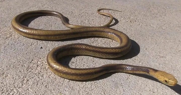 La NASA mette alla prova gli automobilisti con un curioso esperimento: Turtles or Snakes?