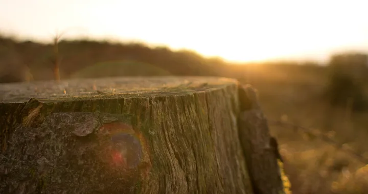 Northvolt con Stora Enso per le batterie a base di legno