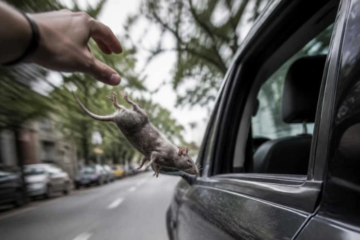 Topi morti lanciati nelle auto al semaforo: il nuovo metodo dei ladri a Napoli